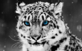 /album/fotogaleria/tiger-png/